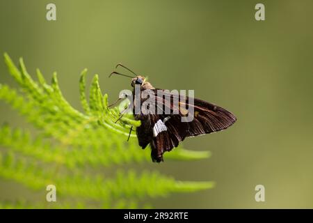 Ein Skipper mit silbernem Fleck oder Epargyreus Clarus auf einem Farnblatt am See Spring Trail in der Nähe von Payson, Arizona. Stockfoto