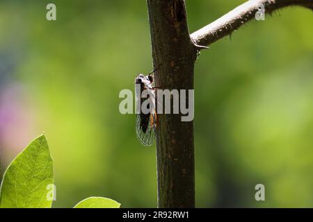 Wing-Tapping Cicada oder Platypedia auf einem Ast am See Spring Trail in der Nähe von Payson, Arizona. Stockfoto