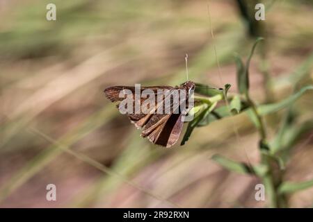 Auf dem See Spring Trail in Payson, Arizona, stehen Deva Skipper oder Atrytonopsis deva auf einer Pflanze. Stockfoto