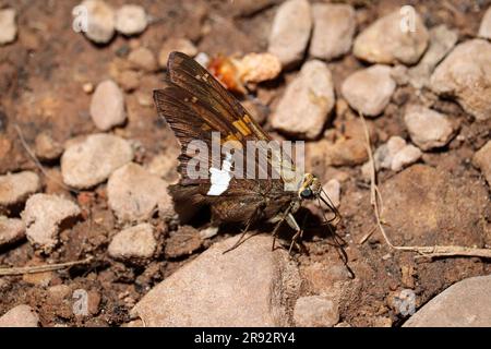 Ein Skipper mit silbernem Fleck oder Epargyreus Clarus trinken Schlamm am Ufer eines Flusses am See Spring Trail in der Nähe von Payson, Arizona. Stockfoto