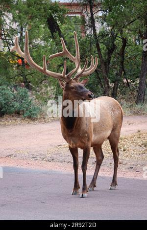 Männlicher Wapitihirsch oder Cervus elaphus in einer Nachbarschaftsstraße in Payson, Arizona. Stockfoto