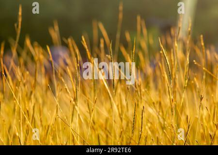 Goldenes Gras, Chloris virgata, Federfingergras, Federgras, ausgewählter Fokus, Für natürlichen Hintergrund und Tapeten Stockfoto