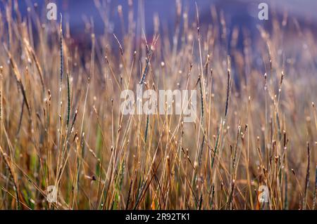 Goldenes Gras, Chloris virgata, Federfingergras, Federgras, ausgewählter Fokus, Für natürlichen Hintergrund und Tapeten Stockfoto