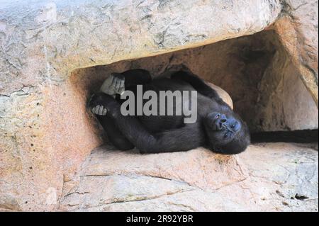 Ein Foto eines Gorillas, der sich im Glady's Porter Zoo in Brownsville, Texas, USA, auf einer felsenartigen Oberfläche ruht Stockfoto