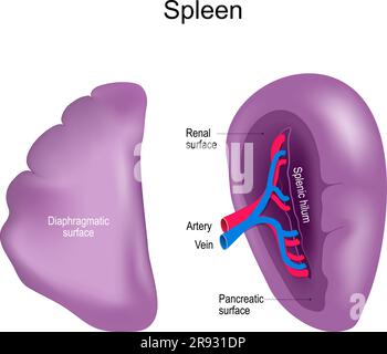 Milz. Viszerale und Zwerchfellflächen der Milz. Vorder- und Seitenansicht. Gesundes internes Organ des menschlichen Lymphsystems. Realistischer Vektor Stock Vektor