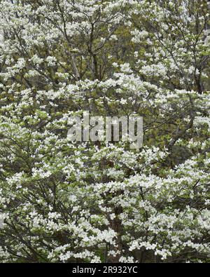 Blühende Dogwood, Cornus, Florida, blüht im Frühling in einer prunkvollen Ausstellung. Oft mit Ostern verbunden aufgrund der kreuzförmigen Blumen. Stockfoto