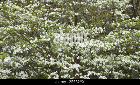 Blühende Dogwood, Cornus, Florida, blüht im Frühling in einer prunkvollen Ausstellung. Oft mit Ostern verbunden aufgrund der kreuzförmigen Blumen. Stockfoto