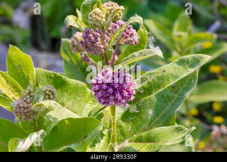 Gemeiner Milchkraut (Asclepias syriaca) ganze Pflanze mit Blumen. Im Nordosten und Mittleren Westen gehört sie zu den wichtigsten Nahrungsmittelpflanzen für Monarch Ca Stockfoto