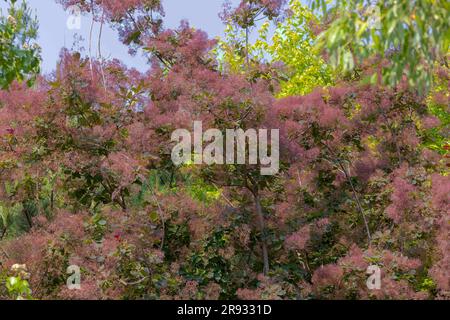 Junge Dame - Räucherbusch (Cotinus coggygria) Rhus cotinus, der europäische Räucherbaum, eurasischer Räucherbaum, Rauchbaum, Raucherbusch, Venezianische Sumach oder Färber Stockfoto