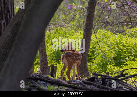 Weißwedelhirsche oder Virginia-Hirsche (Odocoileus virginianus), im Wald niedergebrannt Stockfoto