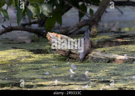 Die trauernde Taube (Zenaida macroura), die aus dem See trinkt Stockfoto