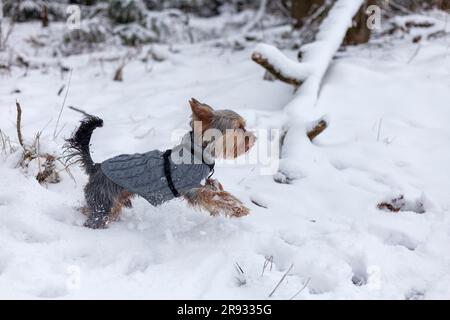 Yorkshire Terrier in Winterkleidung Spaziergänge im verschneiten Wald. Stockfoto