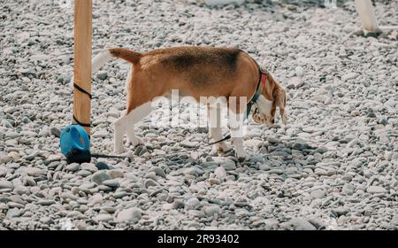 An einem sonnigen Tag ruht sich ein Ingwerhund mit weißen Flecken auf einem Kieselstrand in der Nähe des Meeres aus und wartet auf den Besitzer Stockfoto