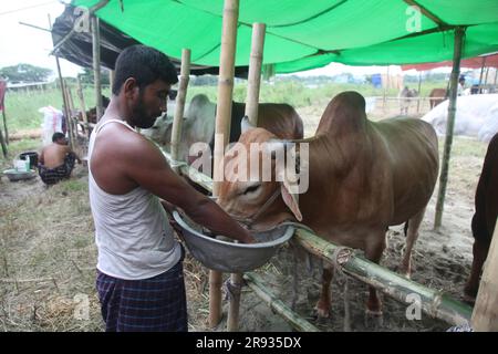 Dhaka bangladesch 0n 24jun2023. Das größte heilige Fest der Moslems Eid UL Adha nähert sich. Ein Kuhbesitzer füttert sein Vieh auf dem Viehmarkt Stockfoto