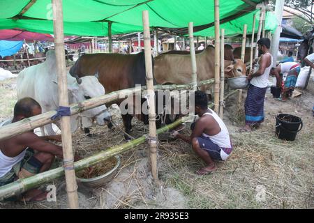 Dhaka bangladesch 0n 24jun2023. Das größte heilige Fest der Moslems Eid UL Adha nähert sich. Ein Kuhbesitzer füttert sein Vieh auf dem Viehmarkt Stockfoto