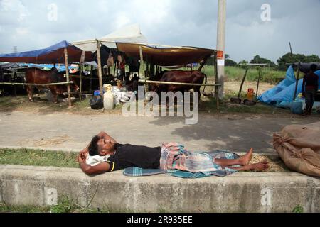 Dhaka bangladesch 0n 24jun2023. Das größte heilige Fest der Moslems Eid UL Adha nähert sich. Ein Kuhbesitzer füttert sein Vieh auf dem Viehmarkt Stockfoto