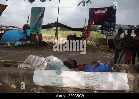 Dhaka bangladesch 0n 24jun2023. Das größte heilige Fest der Moslems Eid UL Adha nähert sich. Ein Kuhbesitzer füttert sein Vieh auf dem Viehmarkt Stockfoto