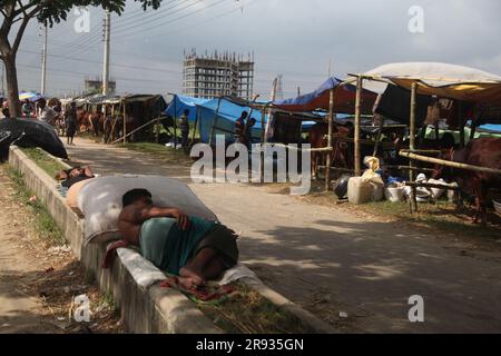 Dhaka bangladesch 0n 24jun2023. Das größte heilige Fest der Moslems Eid UL Adha nähert sich. Ein Kuhbesitzer füttert sein Vieh auf dem Viehmarkt Stockfoto