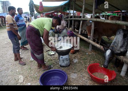 Dhaka bangladesch 0n 24jun2023. Das größte heilige Fest der Moslems Eid UL Adha nähert sich. Ein Kuhbesitzer füttert sein Vieh auf dem Viehmarkt Stockfoto