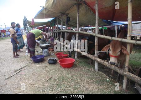 Dhaka bangladesch 0n 24jun2023. Das größte heilige Fest der Moslems Eid UL Adha nähert sich. Ein Kuhbesitzer füttert sein Vieh auf dem Viehmarkt Stockfoto