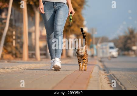 Eine Bengalkatze an der Leine geht neben einer Frau auf dem Bürgersteig. Wandern mit einer Hauskatze im Freien. Stockfoto