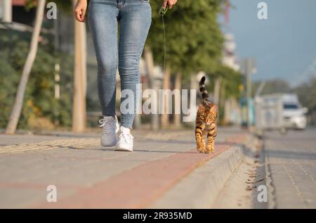 Eine Bengalkatze an der Leine geht neben einer Frau auf dem Bürgersteig. Wandern mit einer Hauskatze im Freien. Stockfoto