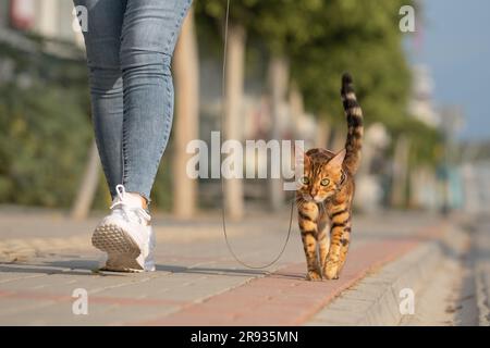 Eine Bengalkatze an der Leine geht neben einer Frau auf dem Bürgersteig. Wandern mit einer Hauskatze im Freien. Stockfoto
