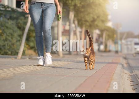 Eine Bengalkatze an der Leine geht neben einer Frau auf dem Bürgersteig. Wandern mit einer Hauskatze im Freien. Stockfoto