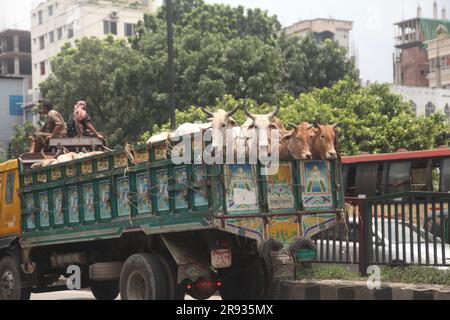 dhaka bangladesch auf 21jun 2023 Kühen aus verschiedenen Distrikten kommen in LKWs vor dem kommenden Eid al-Adha. Dieses Foto wurde Badda Dhaka gemacht Stockfoto