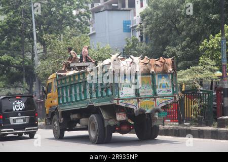 dhaka bangladesch auf 21jun 2023 Kühen aus verschiedenen Distrikten kommen in LKWs vor dem kommenden Eid al-Adha. Dieses Foto wurde Badda Dhaka gemacht Stockfoto