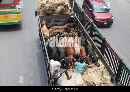 dhaka bangladesch auf 21jun 2023 Kühen aus verschiedenen Distrikten kommen in LKWs vor dem kommenden Eid al-Adha. Dieses Foto wurde Badda Dhaka gemacht Stockfoto