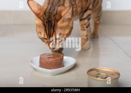 Eine Hauskatze schnüffelt Futter in Form einer Pastete, die auf einem Teller liegt. Selektiver Fokus. Stockfoto