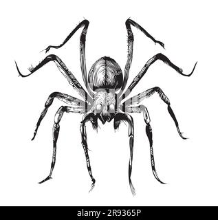 Spider-Insekten-Skizzen, handgezeichnet in Doodle-Stil-Illustration Stock Vektor