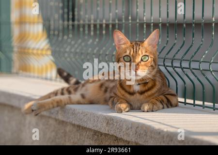 Bengalkatze liegt im Freien in der Nähe des Zauns eines Wohnhauses. Stockfoto