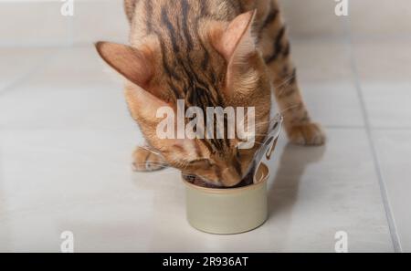 Hauskatze isst nasses Futter aus einer offenen Dose. Selektiver Fokus. Stockfoto