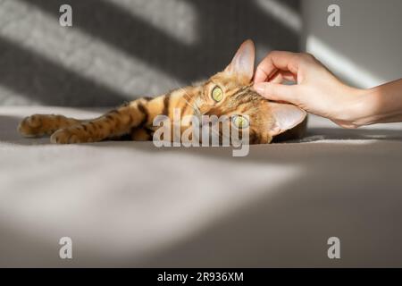 Bengalkatze, von den Sonnenstrahlen beleuchtet, liegt auf dem Bett. Die Hand einer Frau streichelte eine Katze. Stockfoto