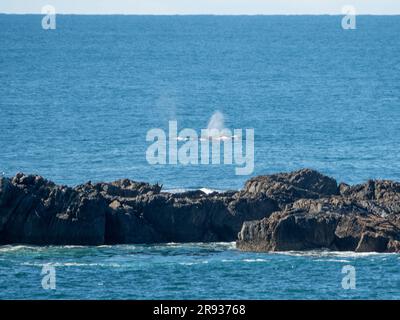 Buckelwale wandern, während sie an einer felsigen Insel in der Nähe von Sawtell, NSW, Australien, vorbei in Richtung Norden treiben Stockfoto