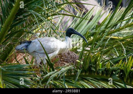 Sydney Australien, australisches weißes Ibis im Nest mit Palmen Stockfoto