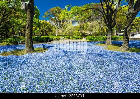 Hibiya Park Stockfoto