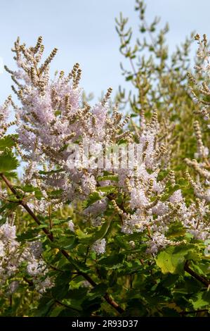 Sydney, Australien, blühender Stiel einer tetradenia-Riparia oder nebiger, im südlichen afrika einheimischer Strauß. Stockfoto