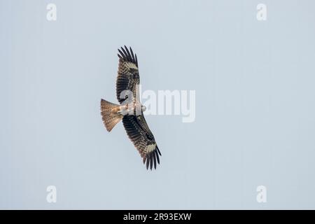 Schwarzer Drachen (Milvus migrans), ein mittelgrosser Raubvogel der Familie Accipitridae, beobachtet in Gajoldaba in Westbengalen, Indien Stockfoto