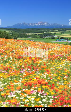 Blumenfelder im Blumenland Stockfoto