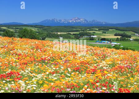 Blumenfelder im Blumenland Stockfoto