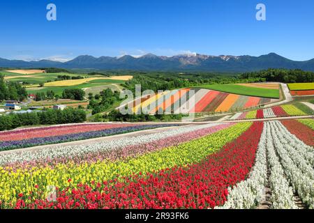 Blumenfeld in Shikisai no Oka Stockfoto