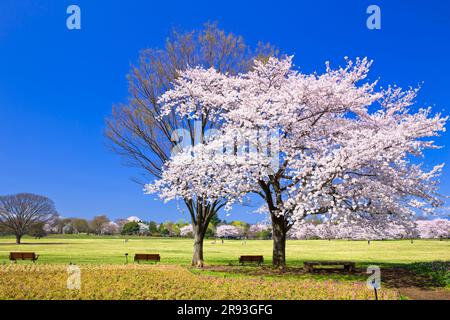 Kirschblüten im Showa Kinen Park und Mt. Stockfoto