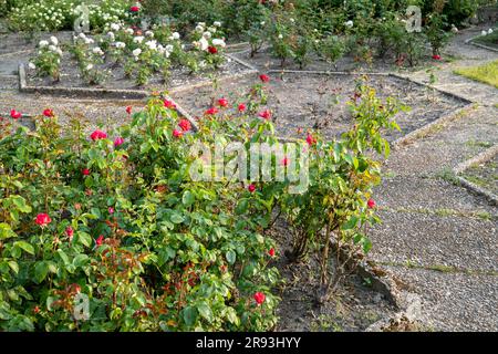 Ein Blumenbeet voller Rosen Stockfoto