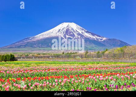 Tulpen im Hananomiyako Park und Mt. Stockfoto