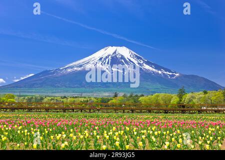 Tulpen im Hananomiyako Park und Mt. Stockfoto