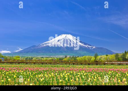 Tulpen im Hananomiyako Park und Mt. Stockfoto