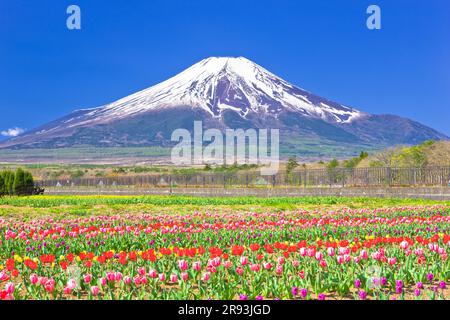 Tulpen im Hananomiyako Park und Mt. Stockfoto